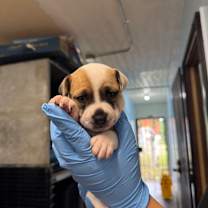 Thumbnail photo of Tiny Diamond #2