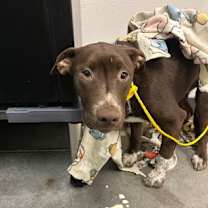 Thumbnail photo of Bran #3