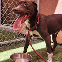 Thumbnail photo of Bran #1