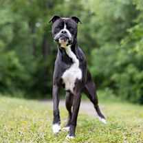 adopt-pet