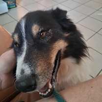 Thumbnail photo of Oso #2