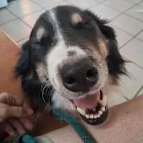 Thumbnail photo of Oso #3