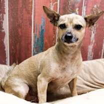 adopt-pet