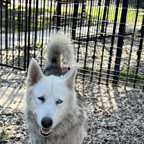 Thumbnail photo of Ollie #3