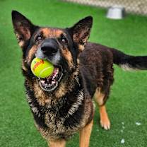 Thumbnail photo of Max #3