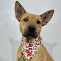 Thumbnail photo of Nesi #1