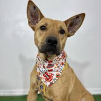 Thumbnail photo of Nesi #4