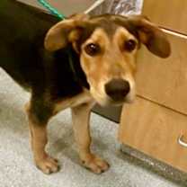 Thumbnail photo of Snoopy #1