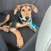 Thumbnail photo of Snoopy #3