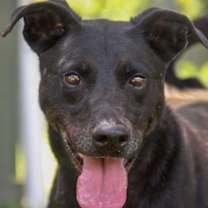 Thumbnail photo of Ziggy #1