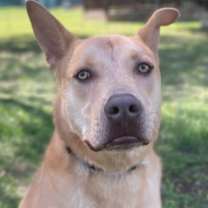 Thumbnail photo of Baron #2