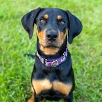 Thumbnail photo of Lynn Linguine #1