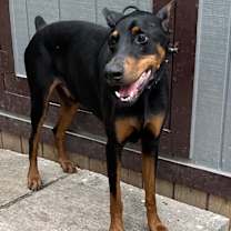 Thumbnail photo of Chico Diablo #1