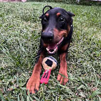 Thumbnail photo of Chico Diablo #2