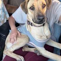 adopt-pet