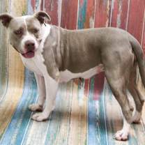adopt-pet