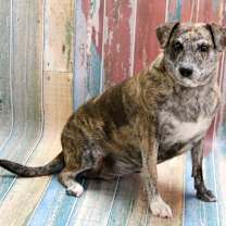 adopt-pet