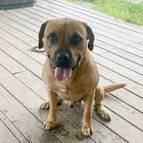 Thumbnail photo of Moose #1