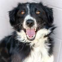 adopt-pet