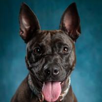 Thumbnail photo of Shenzee #1