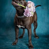 Thumbnail photo of Shenzee #2