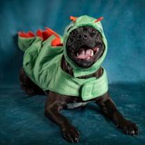 Thumbnail photo of Shenzee #3