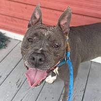 Thumbnail photo of Sheba #1