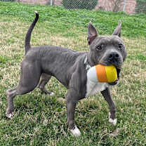 Thumbnail photo of Sheba #4