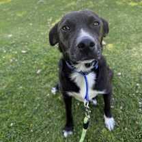 Thumbnail photo of Vailarin #2