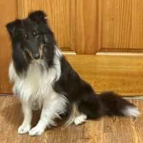 Thumbnail photo of WATSON #2