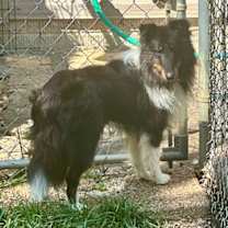 Thumbnail photo of WATSON #3