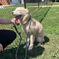 Thumbnail photo of Lemon #1