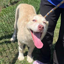 Thumbnail photo of Lemon #2