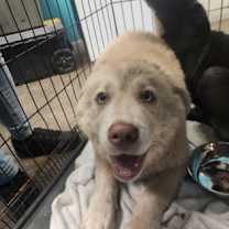 Thumbnail photo of Lemon #3