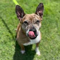 Thumbnail photo of Bobbie #1
