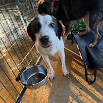 Thumbnail photo of Dottie #1