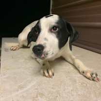 Thumbnail photo of Dottie #4