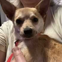 adopt-pet