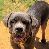 Thumbnail photo of Dempsey #1