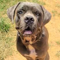 Thumbnail photo of Dempsey #2