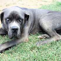 Thumbnail photo of Dempsey #3