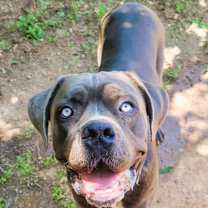 Thumbnail photo of Dempsey #4