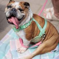 Thumbnail photo of Donut #3