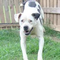 Thumbnail photo of Tabby #2