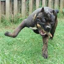 Thumbnail photo of Griffin #3