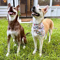 Thumbnail photo of Destiny Daisy Loves to Snuggle #3