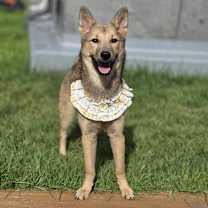 adopt-pet