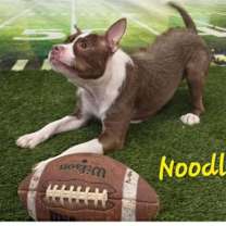 Thumbnail photo of Noodle #1