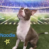 Thumbnail photo of Noodle #2