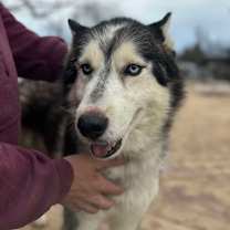 Thumbnail photo of Olaf  #2